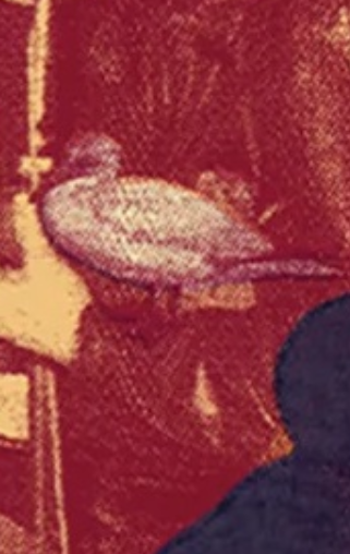 gannet image from red collage