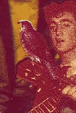 kestrel image from red collage