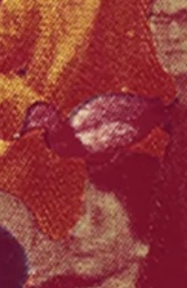 pochard image from red collage