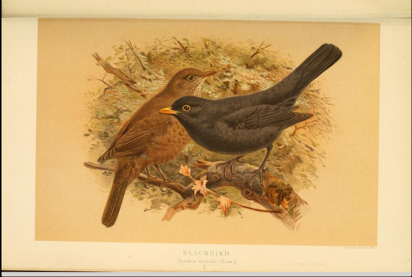 blackbird from Coloured Figures