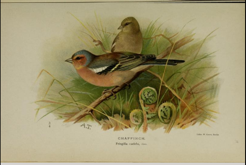 chaffinch from Coloured Figures