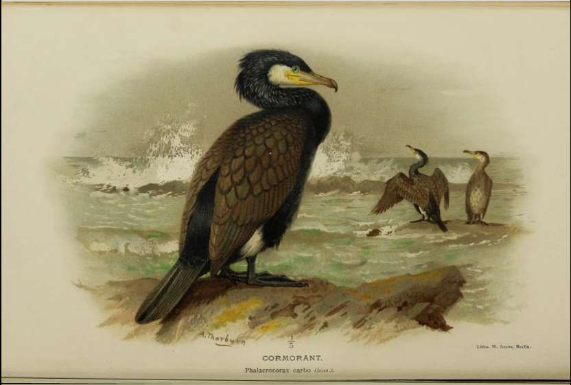 cormorant from Coloured Figures