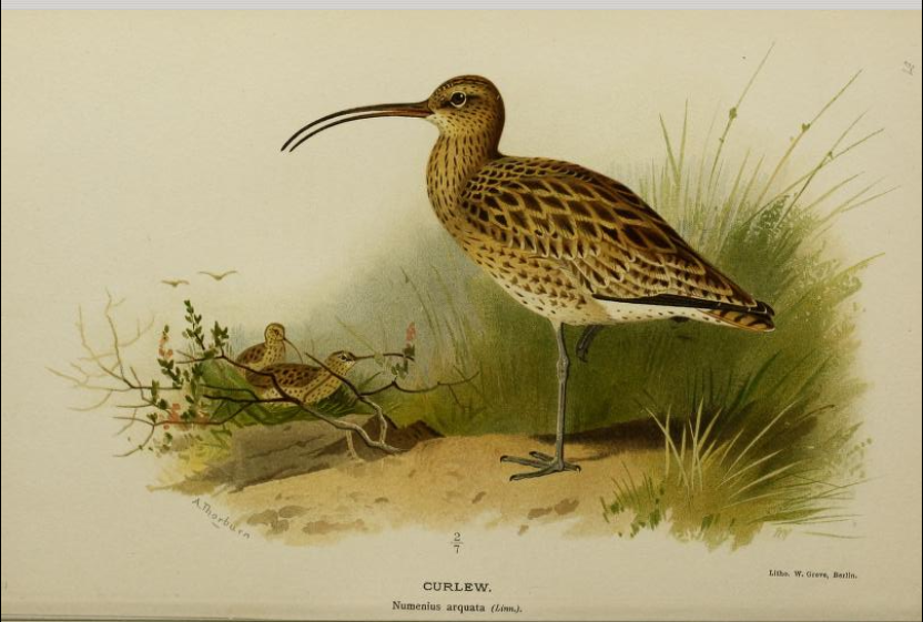 curlew from Coloured Figures