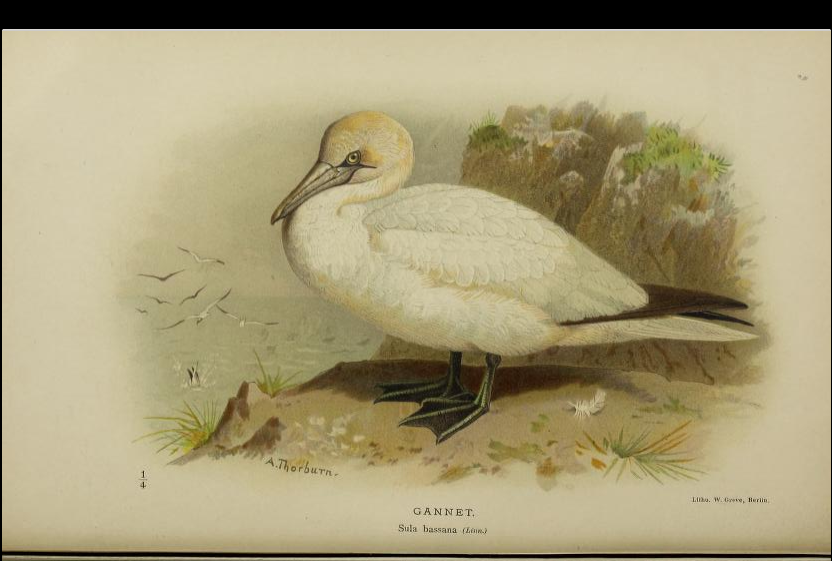 gannet from Coloured Figures
