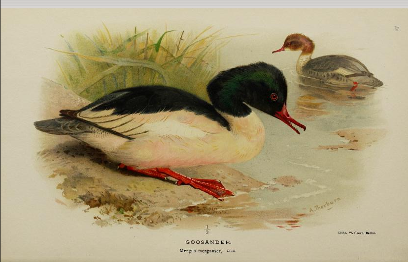 goosander from Coloured Figures