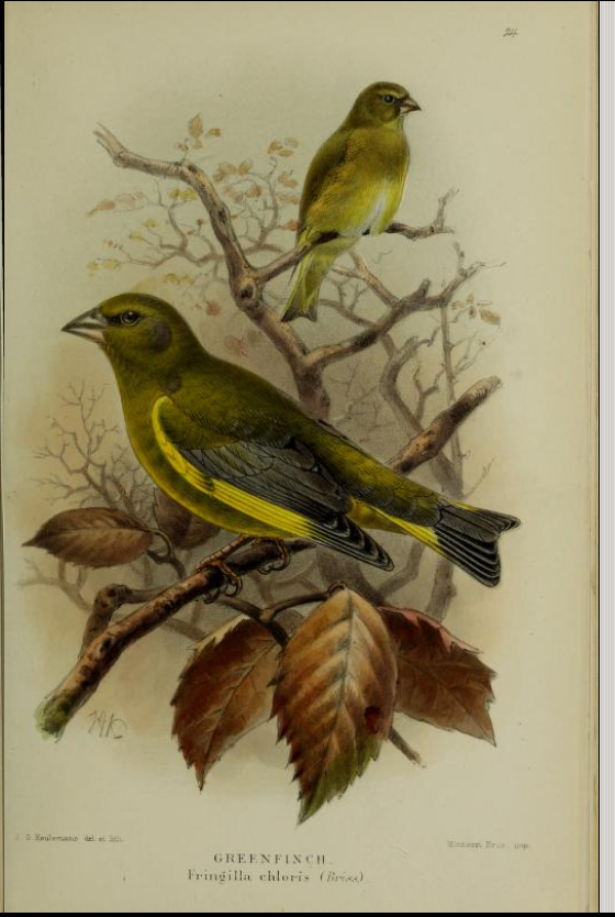 greenfinch from Coloured Figures