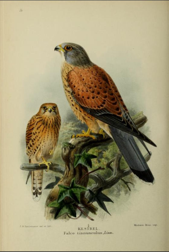 kestrel from Coloured Figures