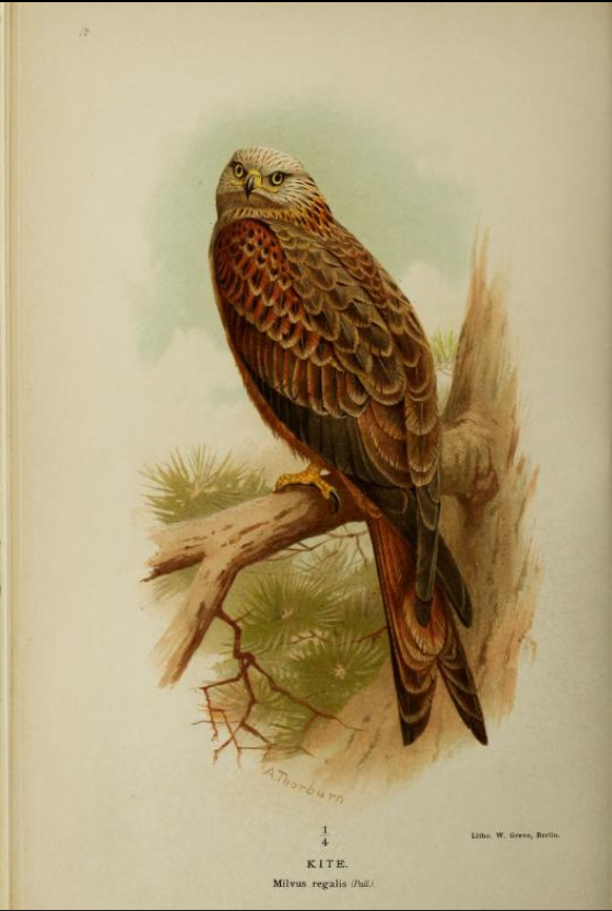 kite from Coloured Figures
