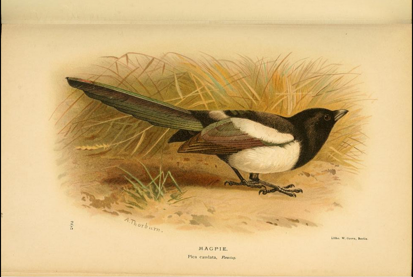 magpie from Coloured Figures