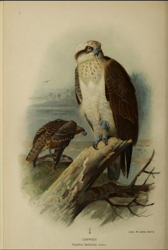 osprey from Coloured Figures