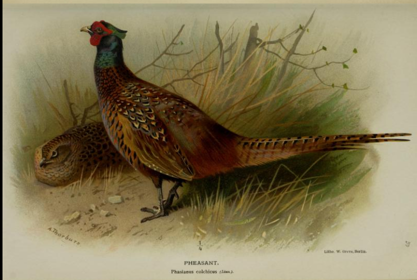 pheasant from Coloured Figures
