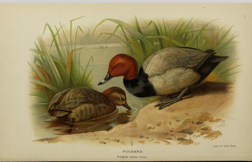 pochard from Coloured Figures