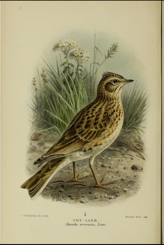 sky-lark from Coloured Figures