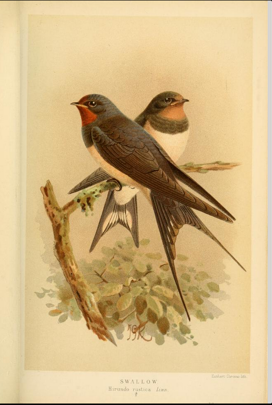 swallow from Coloured Figures