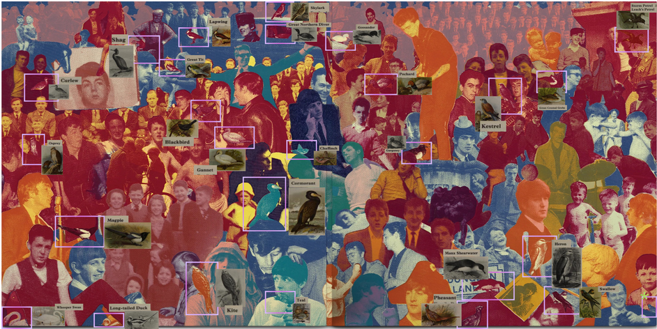 full collage with images of identified birds pasted on