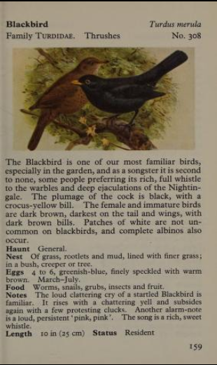 blackbird page from Observer's Book of Birds