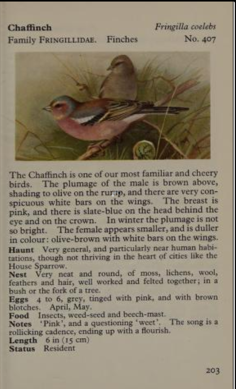 chaffinch page from Observer's Book of Birds