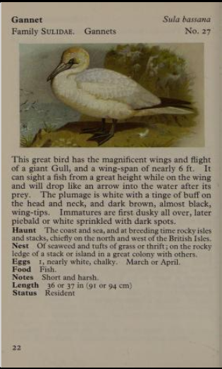 gannet page from Observer's Book of Birds
