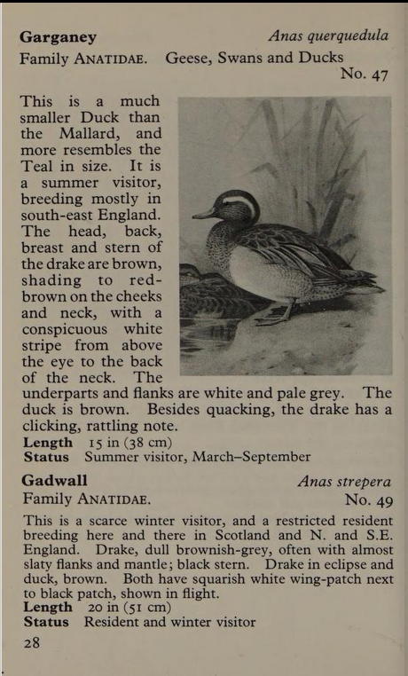 garganey page from Observer's Book of Birds