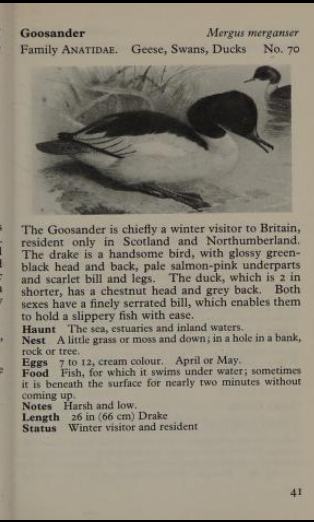 goosander page from Observer's Book of Birds