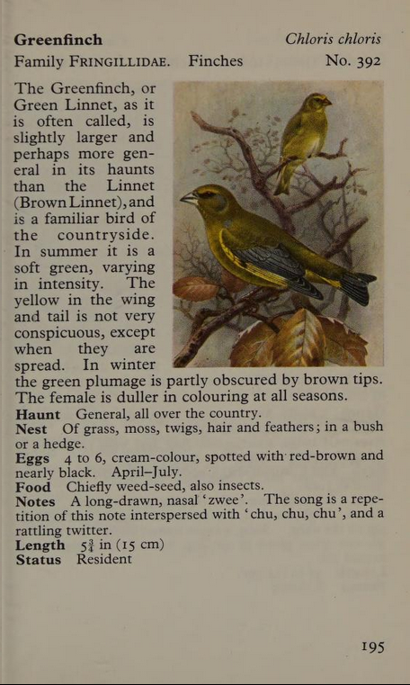 greenfinch page from Observer's Book of Birds