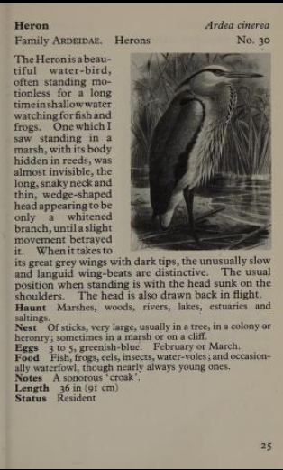heron page from Observer's Book of Birds