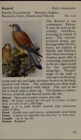 kestrel page from Observer's Book of Birds