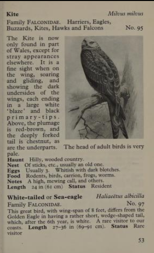 kite page from Observer's Book of Birds