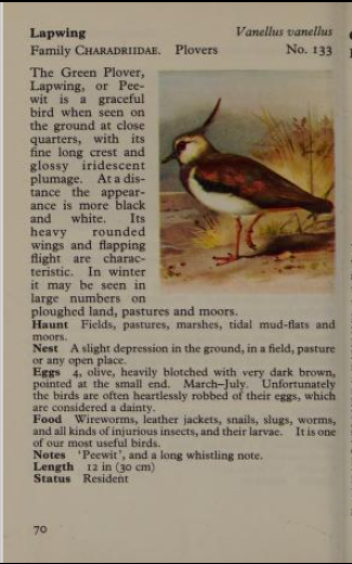 lapwing page from Observer's Book of Birds
