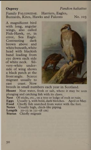 osprey page from Observer's Book of Birds