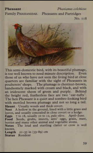 pheasant page from Observer's Book of Birds