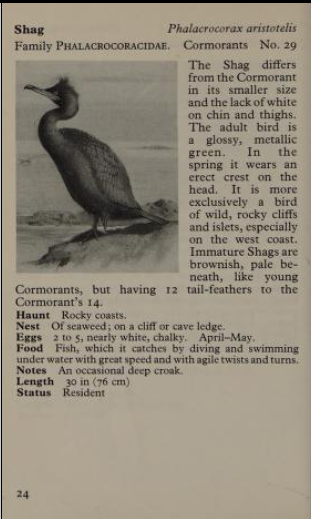 shag page from Observer's Book of Birds