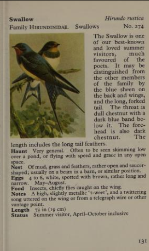 swallows page from Observer's Book of Birds