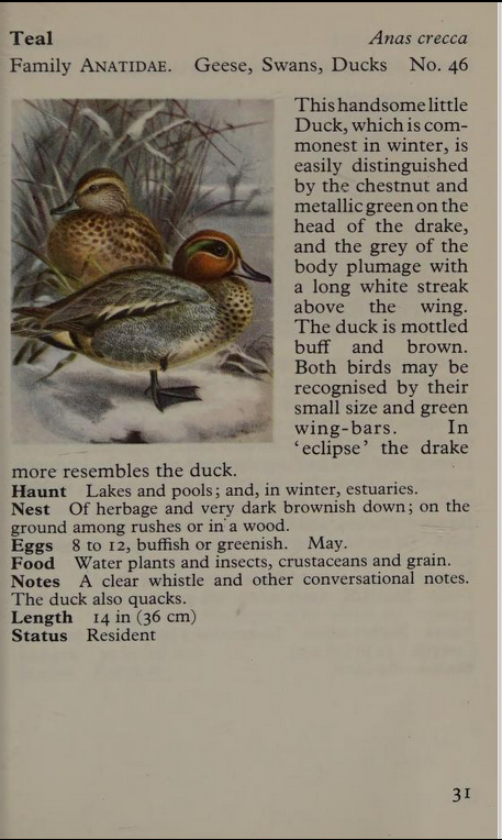 teal page from Observer's Book of Birds